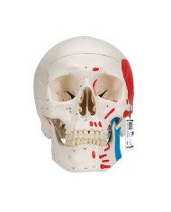 Cranio classico dipinto scomponibile in 3 parti, modello anatomico 3B Scientific A23