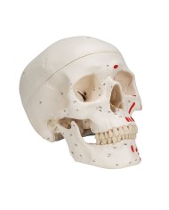 Cranio classico dipinto scomponibile in 3 parti, modello anatomico 3B Scientific A23