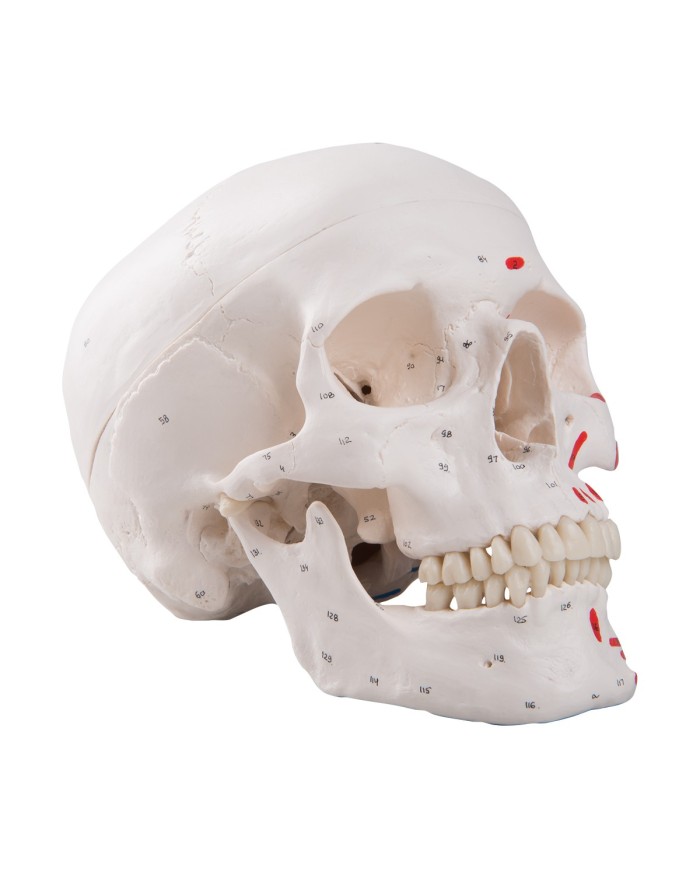 Cranio classico dipinto scomponibile in 3 parti, modello anatomico 3B Scientific A23