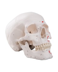 Cranio classico dipinto scomponibile in 3 parti, modello anatomico 3B Scientific A23