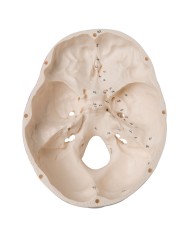 Cranio classico dipinto scomponibile in 3 parti, modello anatomico 3B Scientific A23