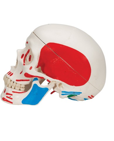 Cranio classico dipinto scomponibile in 3 parti, modello anatomico 3B Scientific A23