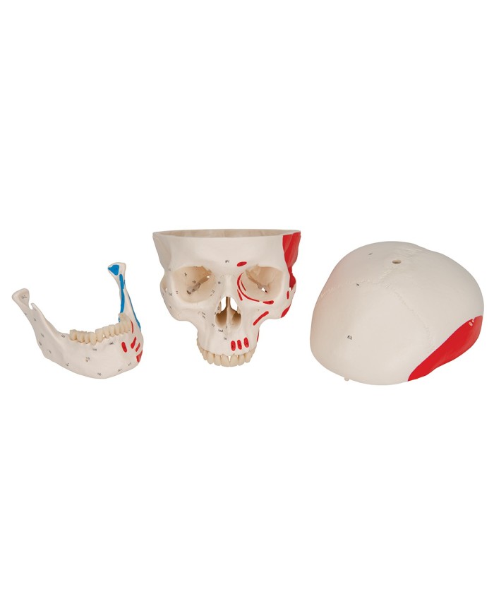 Cranio classico dipinto scomponibile in 3 parti, modello anatomico 3B Scientific A23