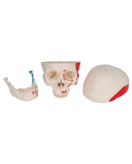 Cranio classico dipinto scomponibile in 3 parti, modello anatomico 3B Scientific A23