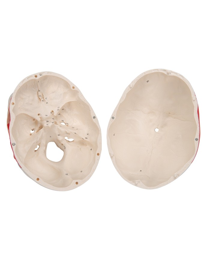 Cranio classico dipinto scomponibile in 3 parti, modello anatomico 3B Scientific A23