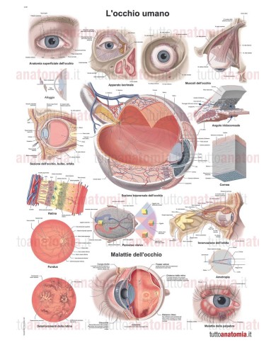 Poster anatomia umana - L'occhio umano Poster anatomia umana - L'occhio umano