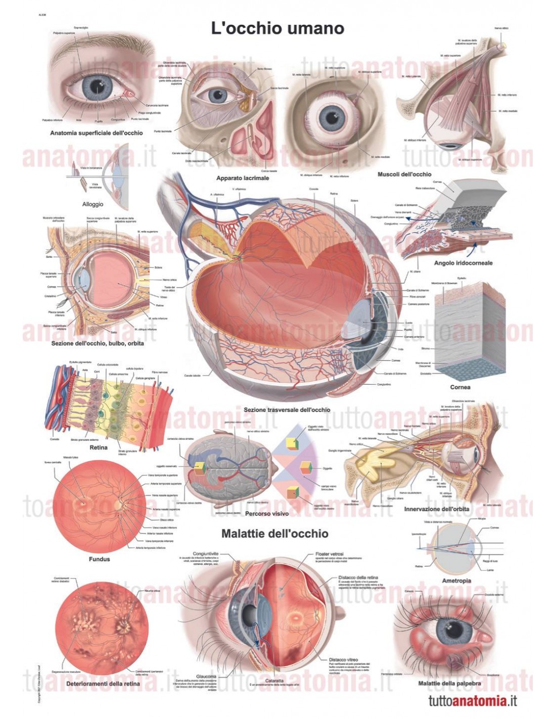Poster anatomia umana L occhio umano