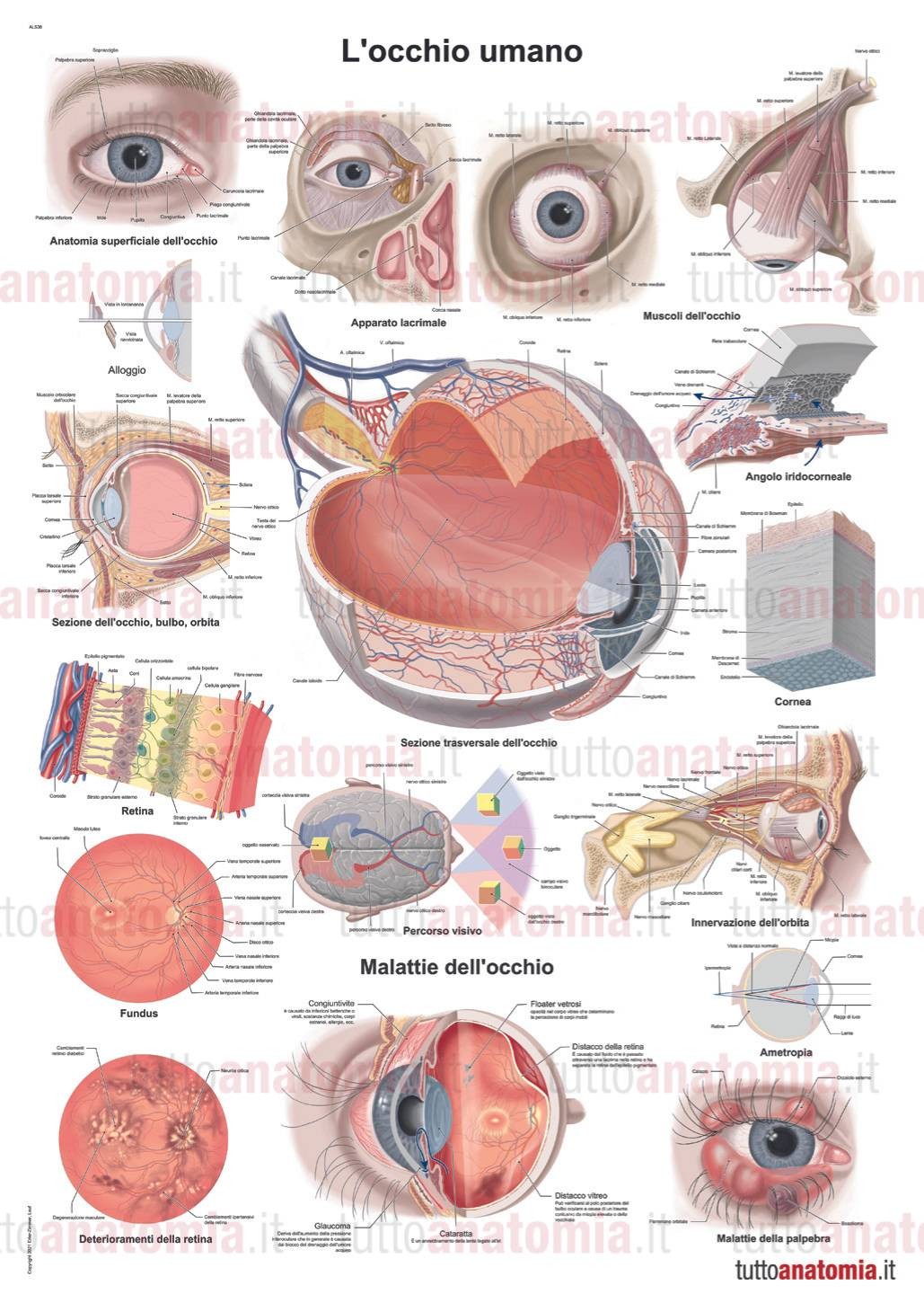 Poster anatomia umana L occhio umano