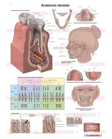 Poster anatomia umana - Anatomia dentale Poster anatomia umana - Anatomia dentale