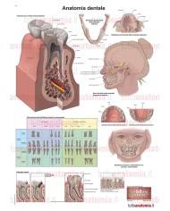 Poster anatomia umana - Anatomia dentale