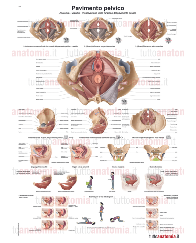 Poster anatomia umana Pavimento pelvico Poster anatomia umana Pavimento pelvico