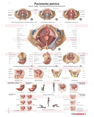 Poster anatomia umana Pavimento pelvico
