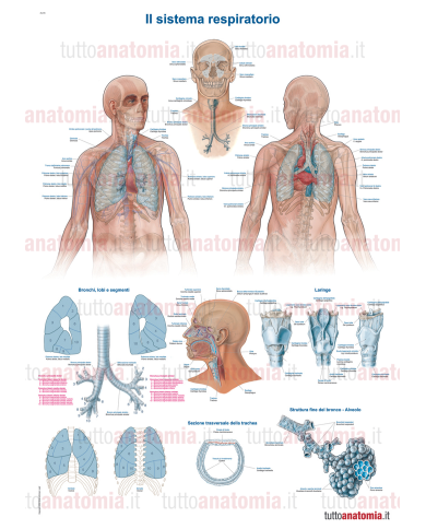 Poster anatomia umana - Il sistema respiratorio Poster anatomia umana - Il sistema respiratorio