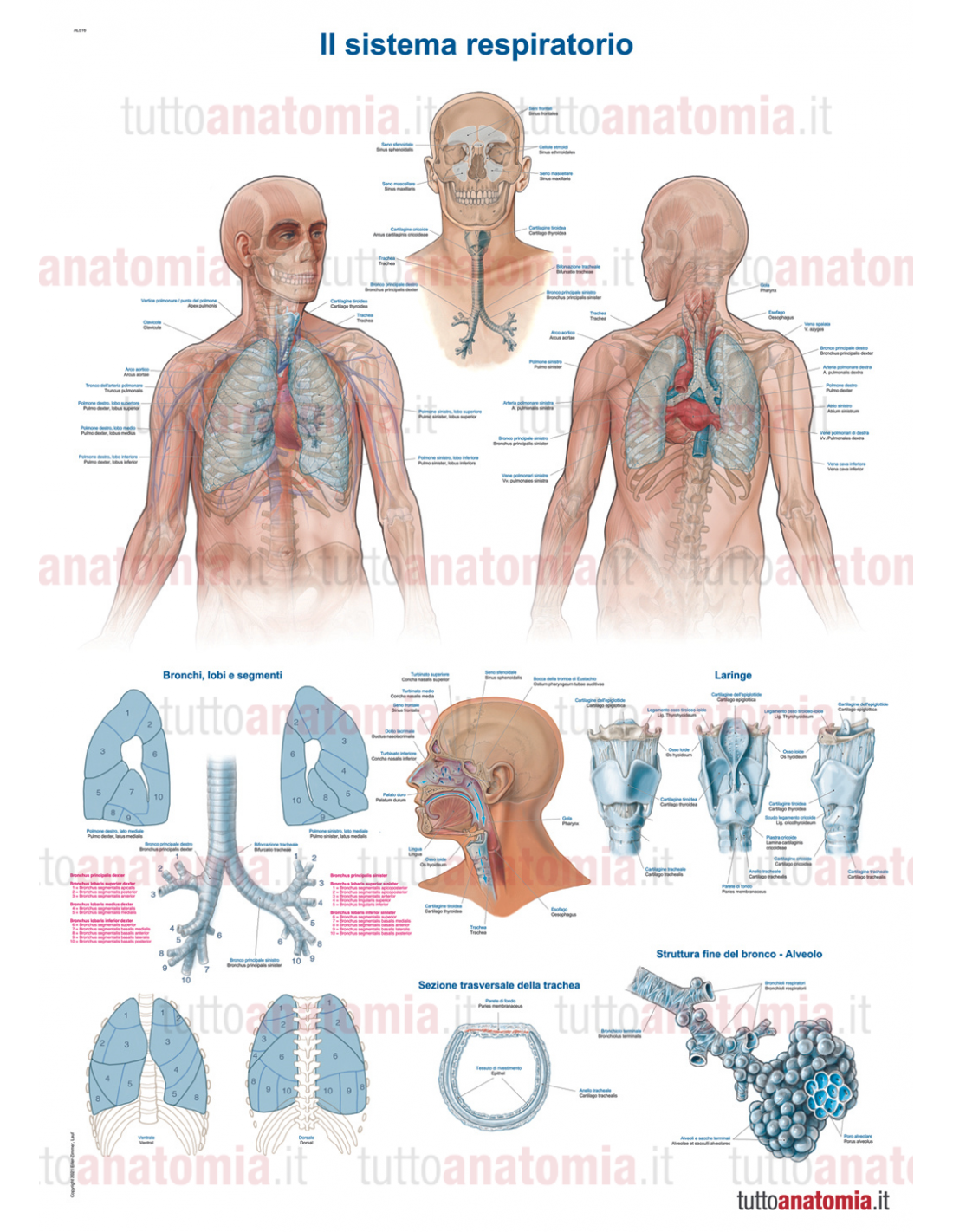 Poster anatomia umana Il sistema respiratorio