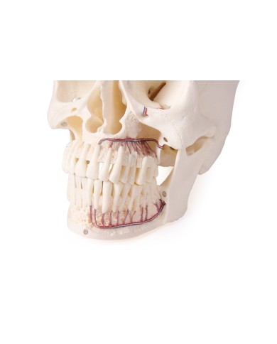 Cranio di lusso per odontoiatria e chirurgia dentale in 5 parti Erler Zimm Cranio di lusso per odontoiatria e chirurgia dentale in 5 parti Erler Zimm