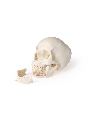 Cranio di lusso per odontoiatria e chirurgia dentale in 5 parti Erler Zimm Cranio di lusso per odontoiatria e chirurgia dentale in 5 parti Erler Zimm