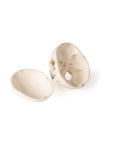 Cranio di lusso per odontoiatria e chirurgia dentale in 5 parti Erler Zimm