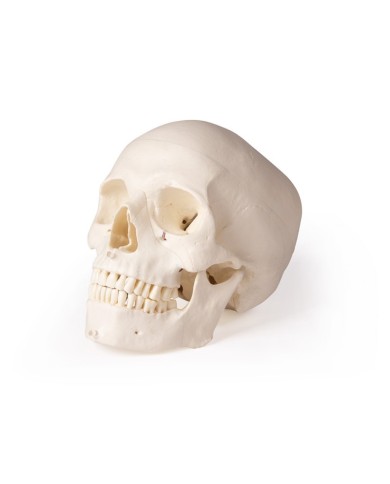 Cranio di lusso per odontoiatria e chirurgia dentale in 5 parti Erler Zimm