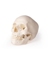 Cranio di lusso per odontoiatria e chirurgia dentale in 5 parti Erler Zimm