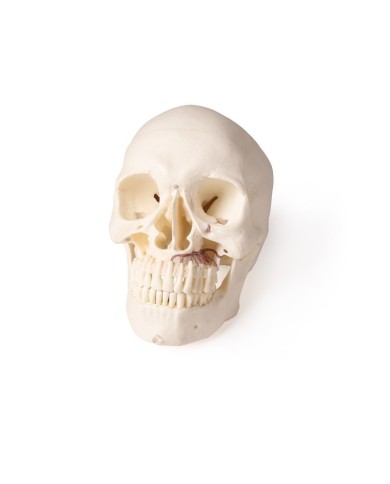 Cranio di lusso per odontoiatria e chirurgia dentale in 5 parti Erler Zimm