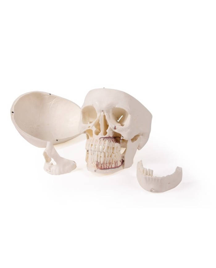 Cranio di lusso per odontoiatria e chirurgia dentale in 5 parti Erler Zimm
