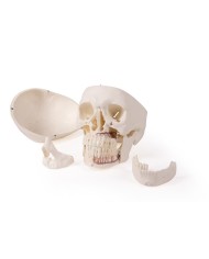 Cranio di lusso per odontoiatria e chirurgia dentale in 5 parti Erler Zimm