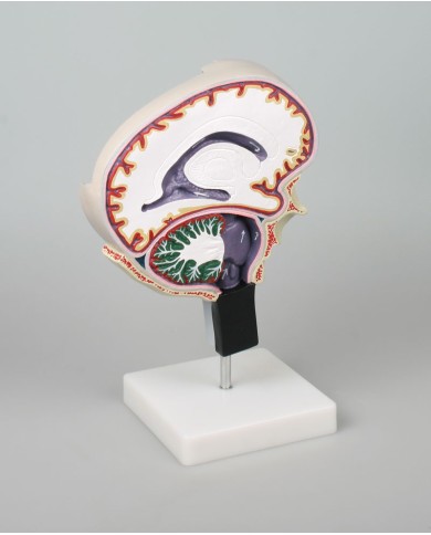 Modellino anatomico di circolazione dei fluidi cerebrospinali