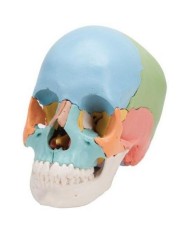Cranio didattico colorato scomponibile in 22 parti per studiare anatomia del cranio 3B Scientific A291