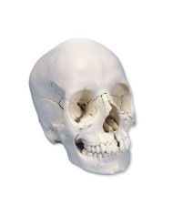 Cranio scomponibile in 22 parti bianco, modello anatomico 3B Scientific A290