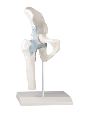 Modello funzionale di articolazione dell'anca, con legamenti, su base