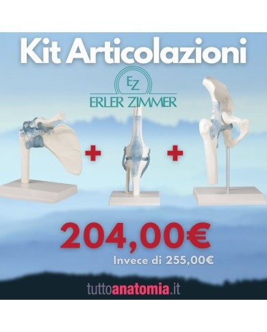 Kit Articolazione dell anca della spalla e del ginocchio Erler Zimmer Kit Articolazione dell anca della spalla e del ginocchio Erler Zimmer