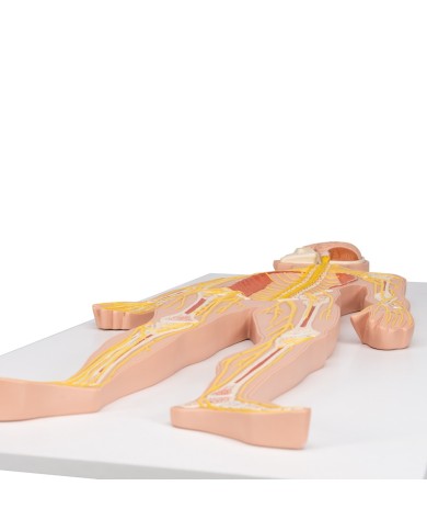 3B Scientific poster medicina in rilievo Il sistema nervoso C30