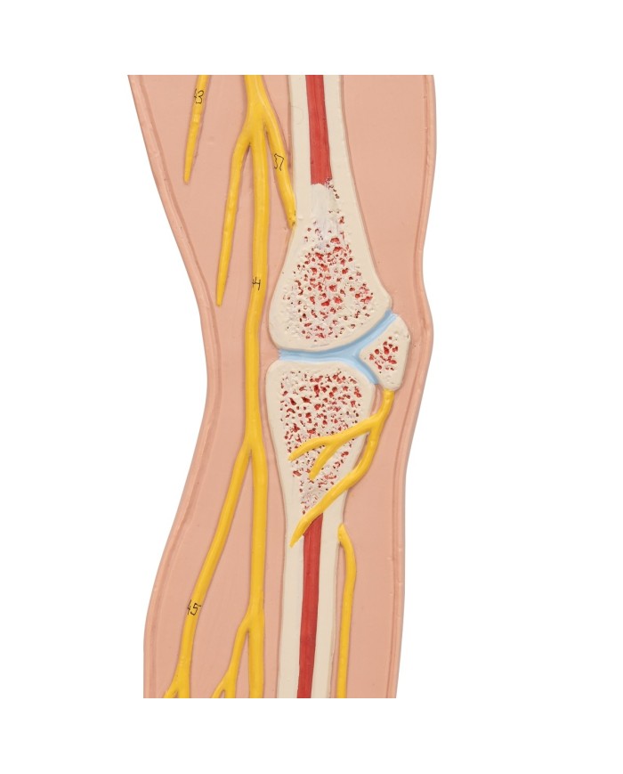 3B Scientific poster medicina in rilievo Il sistema nervoso C30