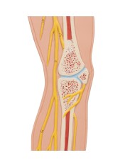 3B Scientific poster medicina in rilievo Il sistema nervoso C30