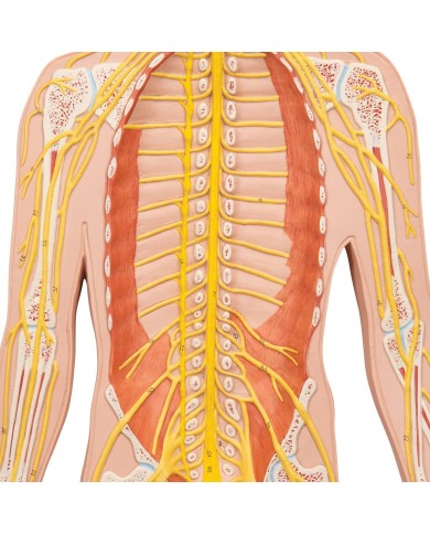 3B Scientific poster medicina in rilievo Il sistema nervoso C30
