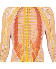 3B Scientific poster medicina in rilievo Il sistema nervoso C30
