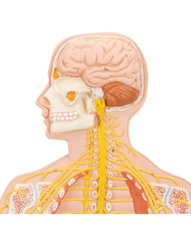 3B Scientific poster medicina in rilievo Il sistema nervoso C30