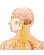 3B Scientific poster medicina in rilievo Il sistema nervoso C30