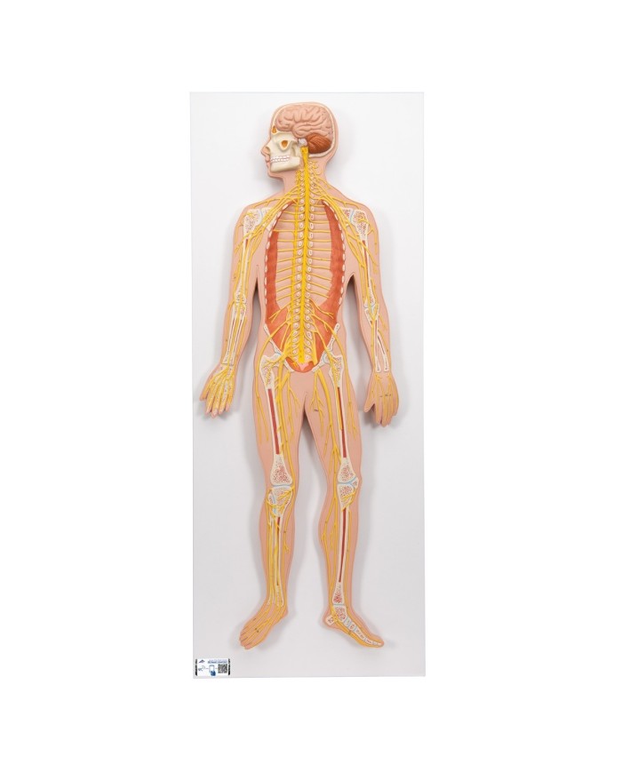 3B Scientific poster medicina in rilievo Il sistema nervoso C30