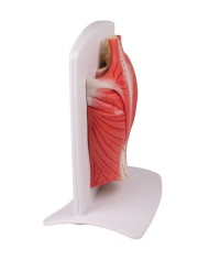 ERLER ZIMMER MUSCOLI DELLA SCHIENA IN 4 PARTI M290 ERLER ZIMMER MUSCOLI DELLA SCHIENA IN 4 PARTI M290