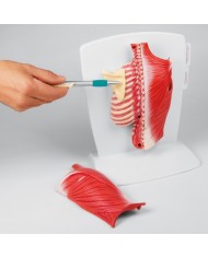 ERLER ZIMMER MUSCOLI DELLA SCHIENA IN 4 PARTI M290 ERLER ZIMMER MUSCOLI DELLA SCHIENA IN 4 PARTI M290