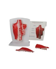 ERLER ZIMMER MUSCOLI DELLA SCHIENA IN 4 PARTI M290 ERLER ZIMMER MUSCOLI DELLA SCHIENA IN 4 PARTI M290