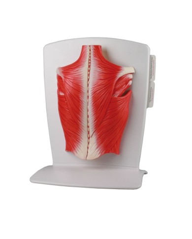 ERLER ZIMMER MUSCOLI DELLA SCHIENA IN 4 PARTI M290 ERLER ZIMMER MUSCOLI DELLA SCHIENA IN 4 PARTI M290