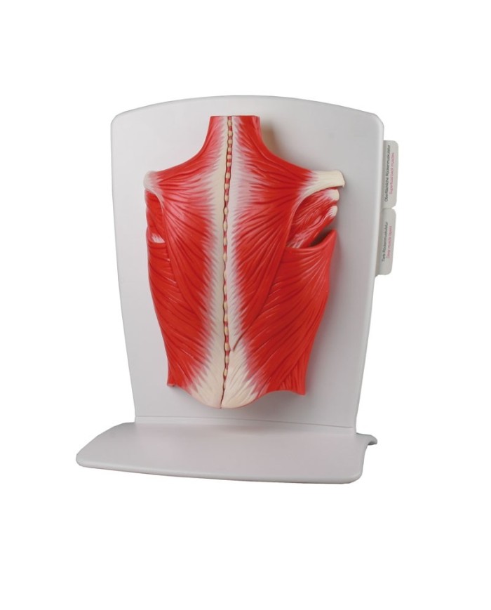 ERLER ZIMMER MUSCOLI DELLA SCHIENA IN 4 PARTI M290 ERLER ZIMMER MUSCOLI DELLA SCHIENA IN 4 PARTI M290