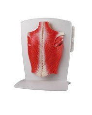 ERLER ZIMMER MUSCOLI DELLA SCHIENA IN 4 PARTI M290 ERLER ZIMMER MUSCOLI DELLA SCHIENA IN 4 PARTI M290