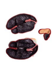 Modello di Bovino in scala 1 3 scomponibile in 15 parti EZ VET3300