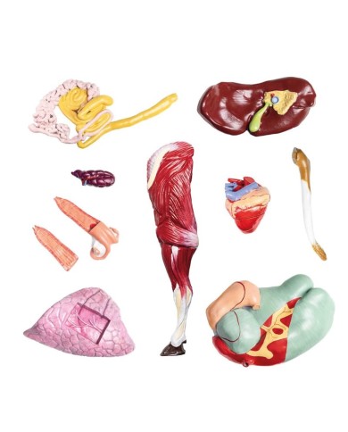 Modello di Bovino in scala 1 3 scomponibile in 15 parti EZ VET3300