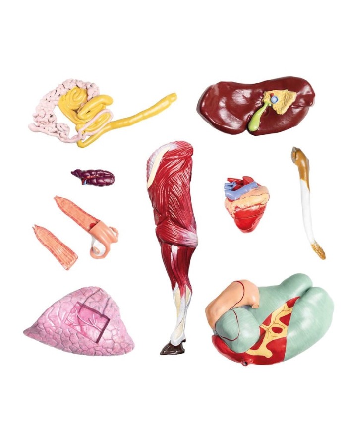 Modello di Bovino in scala 1 3 scomponibile in 15 parti EZ VET3300