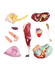 Modello di Bovino in scala 1 3 scomponibile in 15 parti EZ VET3300