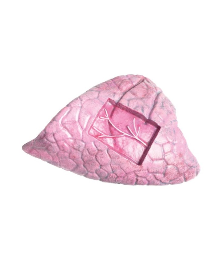 Modello di Bovino in scala 1 3 scomponibile in 15 parti EZ VET3300